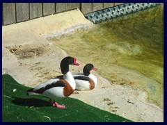 L'Oceanogràfic Oceanarium 138